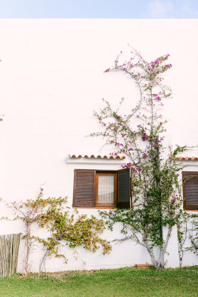 The white wall of a cabana at Petunia Ibiza, a Beaumier Hotel, with lush vines climbing its surface, adding a touch of greenery and natural elegance to the setting